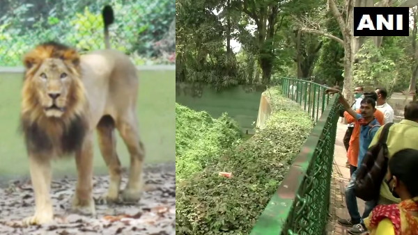 शेर के बाड़े में लगाई छलांग