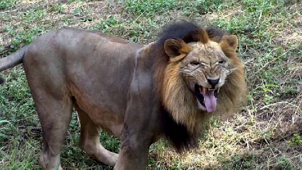 lions entered village of rajkot district for food lions entered village of rajkot district for food