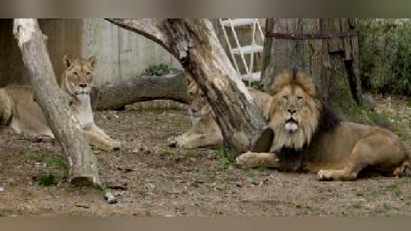 lions entered village of rajkot district for food lions entered village of rajkot district for food