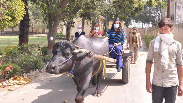 यूजर्स ने भैंसा बुग्गी को बताया प्रदूषण मुक्त सवारी