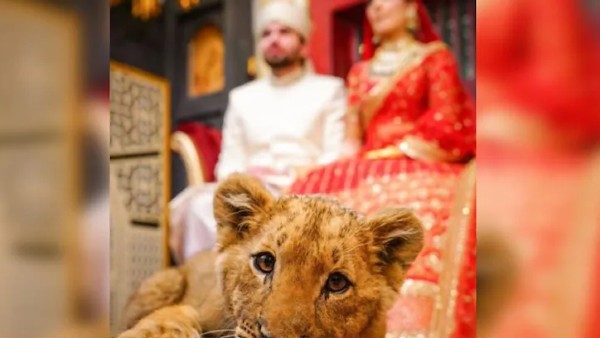 शावक के सामने खिंचवाई फोटो