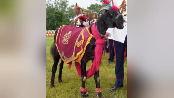 जानें इस काले रंग के राजस्थानी बकरे की खासियत