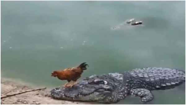 मगरमच्छ की पीठ पर बैठकर मुर्गे ने की सवारी
