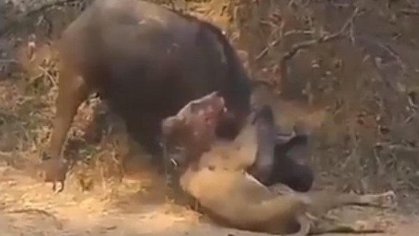 शेर और भैंस के बीच जिंदगी की जंग