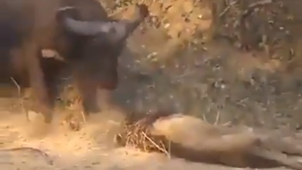 जंगल से सामने आया हैरान करने वाला वीडियो