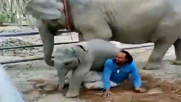 मालिक को मेहनत करता देख नन्हें हाथी को सूझी शैतानी,