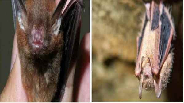 nipah nipah