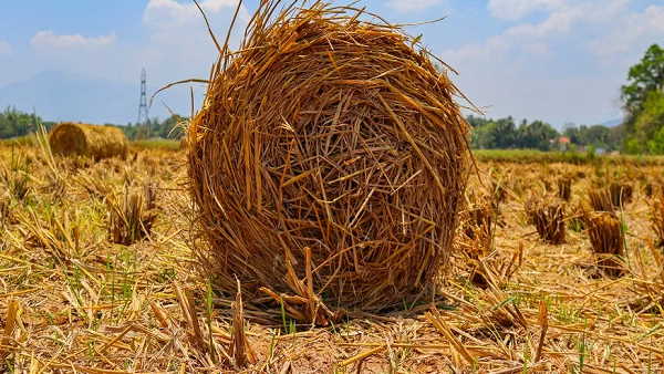 organic carbon in farming: know how to increase fertile power of land in Haryana organic carbon in farming: know how to increase fertile power of land in Haryana