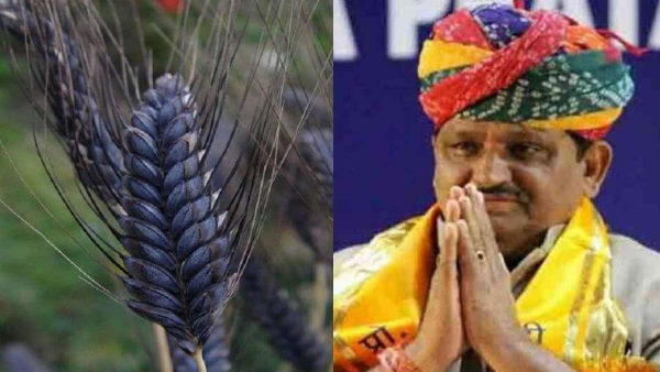 Former agriculture minister Prabhulal Saini is cultivating black wheat in Rajasthan Former agriculture minister Prabhulal Saini is cultivating black wheat in Rajasthan