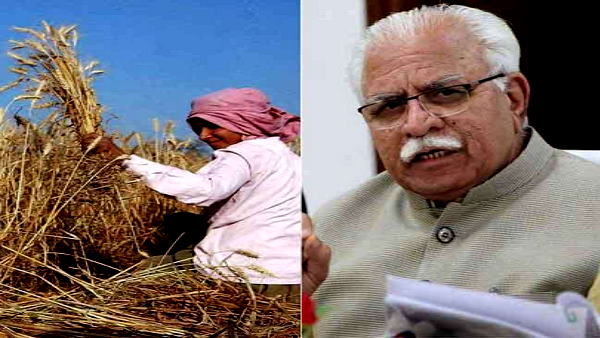 Good News for Harayanas Farmers: Registration for crop sale started, 3574 Farmers Sold their Crop Good News for Harayanas Farmers: Registration for crop sale started, 3574 Farmers Sold their Crop
