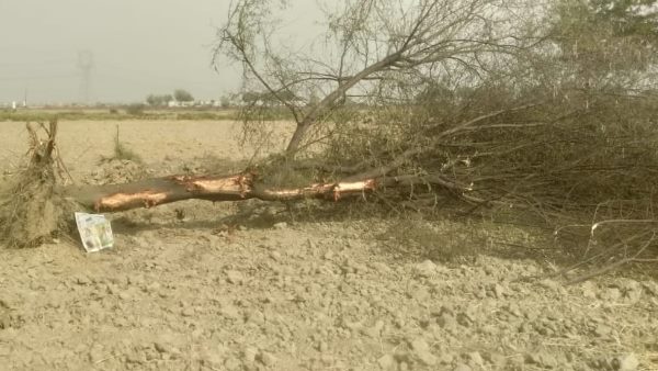 case filed against three for cut down many green trees in Mathura case filed against three for cut down many green trees in Mathura