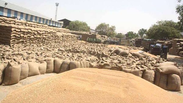 Haryana govt Changes rules of Wheat procurement, now farmers wheat crops will be purchased without any message Haryana govt Changes rules of Wheat procurement, now farmers wheat crops will be purchased without any message