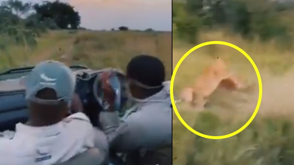 हिरण पर बिजली की तेजी से झपटा शेर