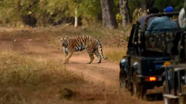 नजरों के सामने शेर को शिकार करते देखा