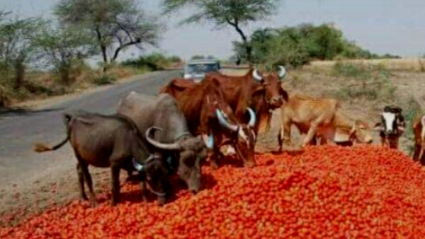 Why were farmers forced to throw tomatoes on Road in Raisen? Why were farmers forced to throw tomatoes on Road in Raisen?