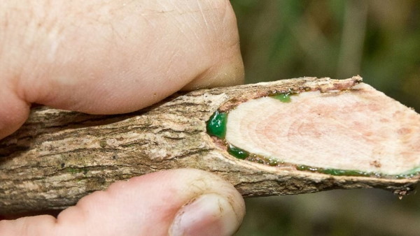 दशकों बाद पेड़ पर लगते हैं फूल और फल