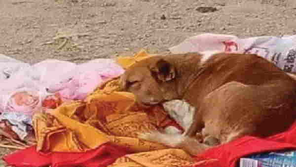 bihar dog stayed four days after his mistress last cremation bihar dog stayed four days after his mistress last cremation