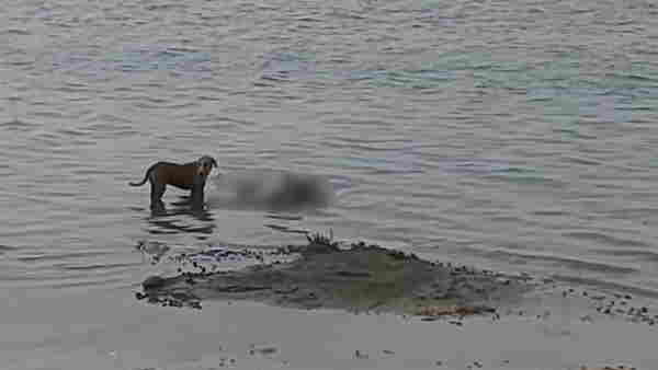 many dead body found in ganga river in patna many dead body found in ganga river in patna