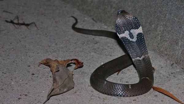 cobra snake found in district magistrate chamber in firozabad cobra snake found in district magistrate chamber in firozabad