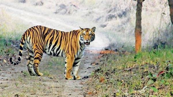corona fear in uttar pradesh dudhwa tiger reserve from hyderabad zoo corona fear in uttar pradesh dudhwa tiger reserve from hyderabad zoo