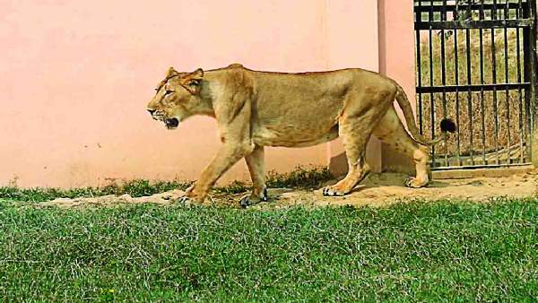 etawah lion safari lioness test positive for coronavirus etawah lion safari lioness test positive for coronavirus