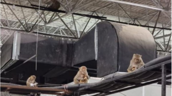 monkeys monkeys