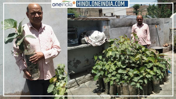 इसलिए बांटते हैं पीपल बरगद के पौधे
