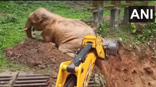Karnataka: Forest Department officials rescued an elephant after it had fallen into a mud pit Karnataka: Forest Department officials rescued an elephant after it had fallen into a mud pit