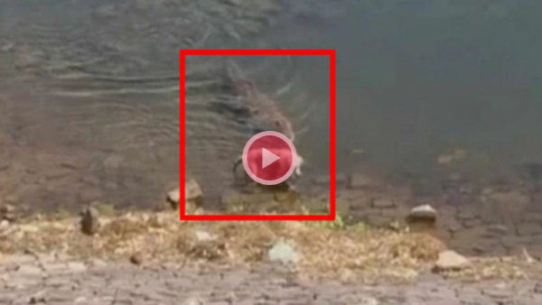 Crocodile hunted Dog on banks of Chambal river in Kota watch viral video Crocodile hunted Dog on banks of Chambal river in Kota watch viral video