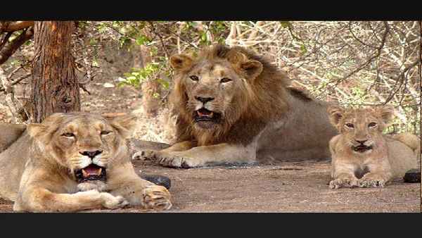 Lioness dies of suspected Coronavirus infection in chennai Nine more lions test positive Lioness dies of suspected Coronavirus infection in chennai Nine more lions test positive