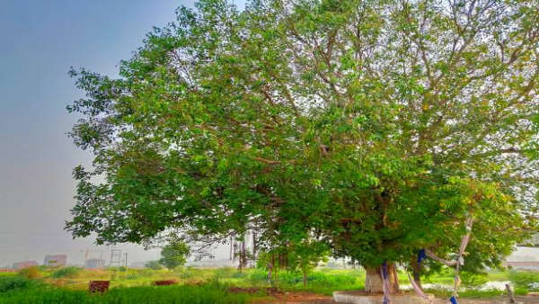 पीपल के पेड़ से भरपूर ऑक्सीजन ली