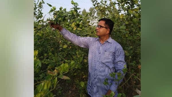 एक बार के लगाए पेड़ से किसान ३० सालों तक मुनाफा कमाता है