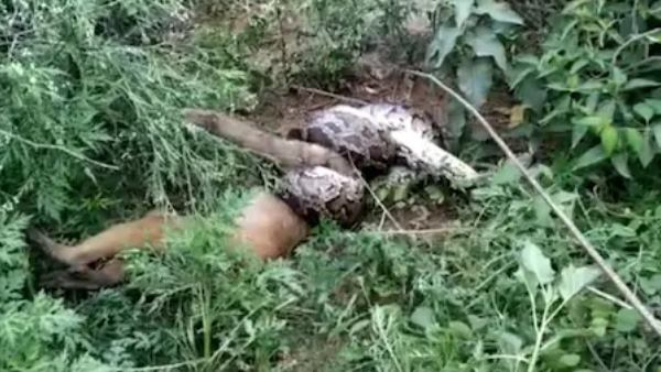 10 फीट लंबा था अजगर, बंदर को बनाया शिकार