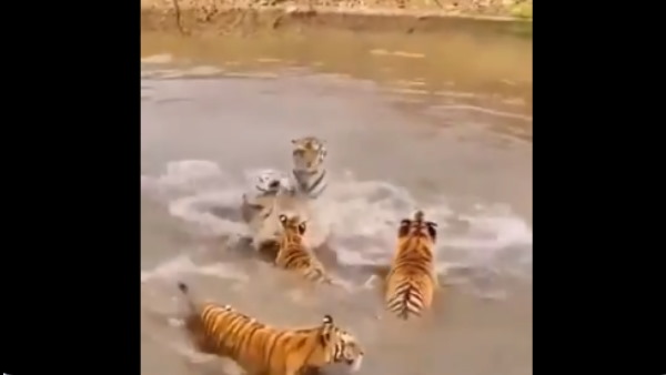 बंदर ने अपनी फुर्ती से चीतों को किया परेशान