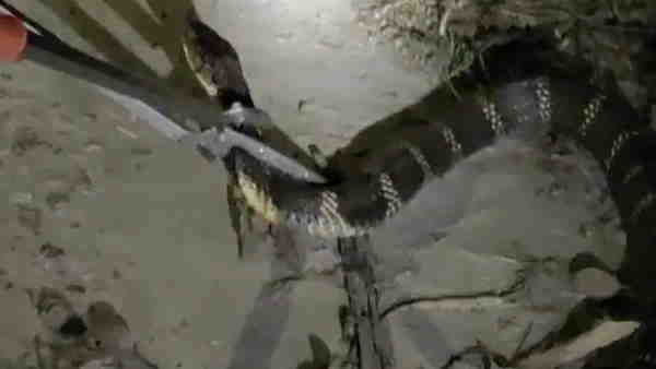 15 feet long king cobra swallow python 15 feet long king cobra swallow python
