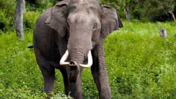 elephant elephant