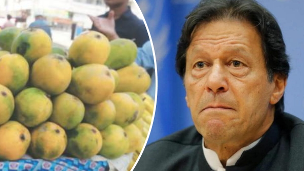 Many countries including China and America returned the mangoes of Pakistan sent as Diplomacy Many countries including China and America returned the mangoes of Pakistan sent as Diplomacy