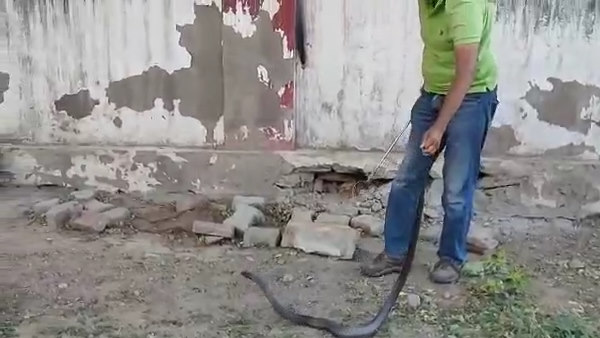 OMG: Cobra made two-faced sand boa snake prey, watch Live OMG: Cobra made two-faced sand boa snake prey, watch Live