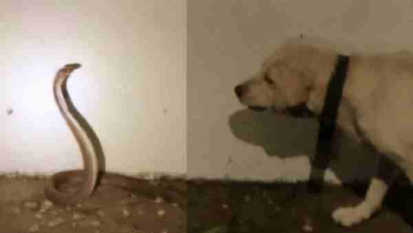 Ballia News: Pet dog saved owners life from cobra snake Ballia News: Pet dog saved owners life from cobra snake