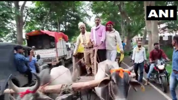 बैलगाड़ी पर निकली बारात