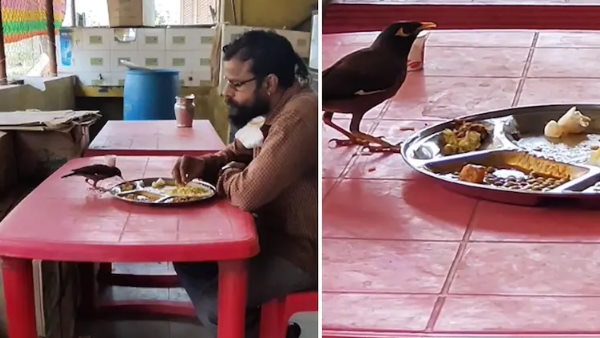 Man and bird share food from the same plate now VIDEO gone viral on social media Man and bird share food from the same plate now VIDEO gone viral on social media