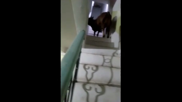 दरवाजा खुला देख घुसा आवारा सांड