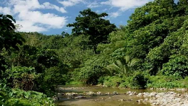 मध्य प्रदेश-छत्तीसगढ़ में खत्म हो रहे जंगल