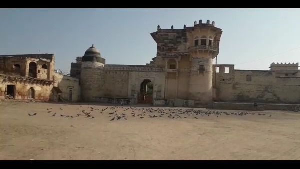 असोप कस्बे में हैं करोड़पति कबूतर