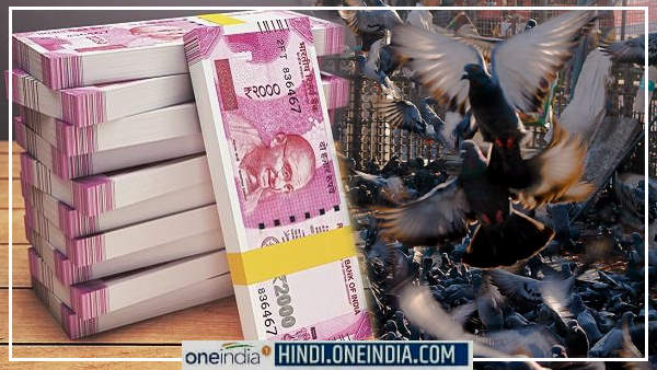 कबूतरों के नाम मकान व दुकान भी