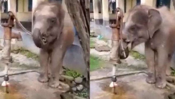 जलदापारा नेशनल पार्क का है ये वीडियो