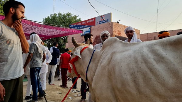 Haryana: farmers move into tohana police station, cow in tow Haryana: farmers move into tohana police station, cow in tow