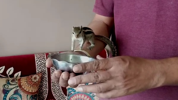Squirrel Squirrel