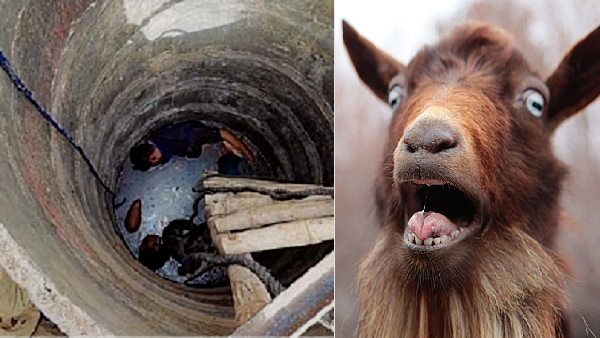 goat falls in the well, two people lost lives when trying to save goat goat falls in the well, two people lost lives when trying to save goat