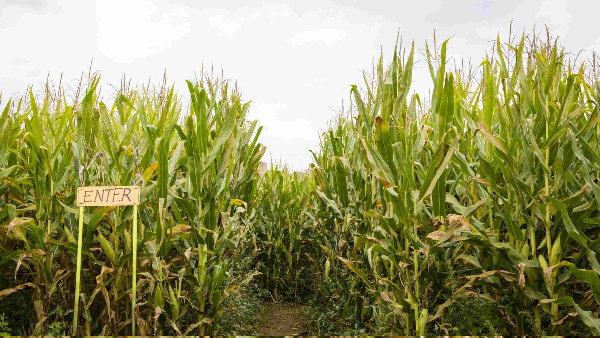 Farmers Farmers
